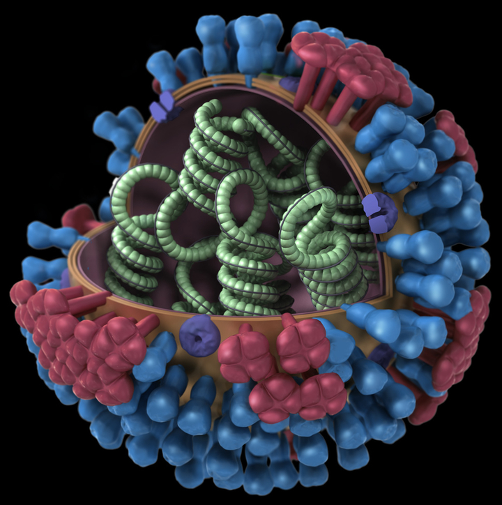Как размножается вирус гепатита с от клетки к клетки