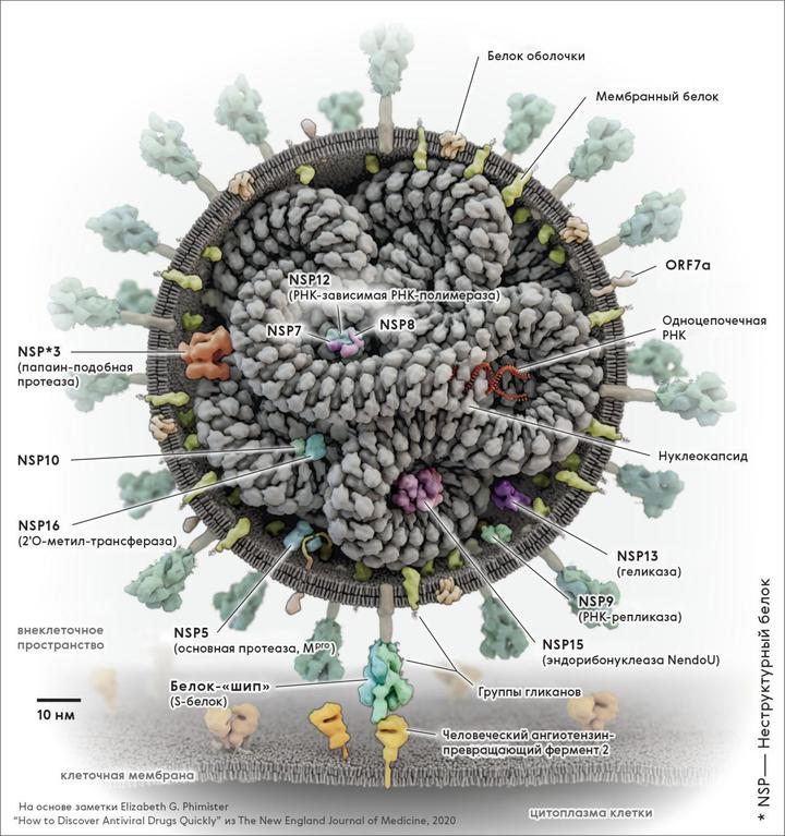 Вирусы в крови и иммунитет
